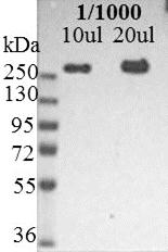 1_MUB1302 Figure 1 Immunoblotting of U251-cell lysate showing reactivity with nestin